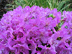 Rhododendron radicans