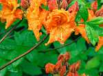 Rhododendron Luteum (orange)