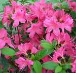 Rhododendron obt. 'Rosalind'