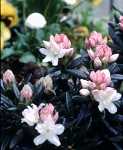 Rhododendron Cunningham's White 'Magic'