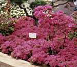 Rhododendron obt. 'Kermesina'