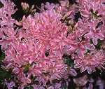 Rhododendron obt. 'Kermesina–rose'