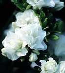 Rhododendron obt. 'Schneeperle'