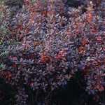 Rhododendron carolin. 'P.J. Mezitt'