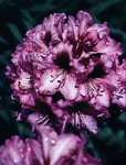 Rhododendron Hybriden