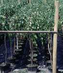 Betula Youngii