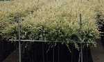 Salix integra 'Hakuro Nishiki'