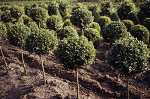 Buxus semp. Stämmchen