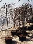 Fagus syl. Atro Stamm