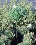 Larix kaempferi