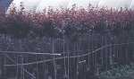 Prunus cer. 'Pleniflora'