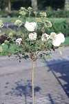 Viburnum 'Eskimo'