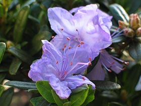 Rhododendron imp. 'Blaue Mauritius'