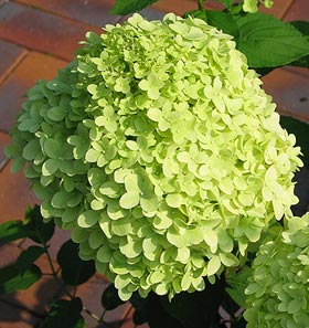 Hydrangea pan. 'Limelight'