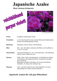 Rhododendron obt. Königsstein
