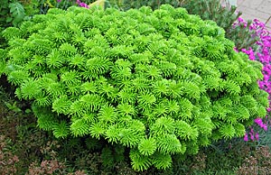Abies koreana 'Brillant'